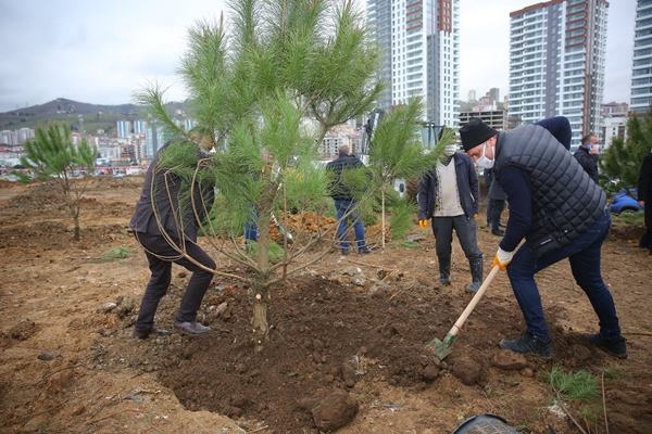 Yomra’ya kent ormanı! Yüzlerce ağaç diktiler 17