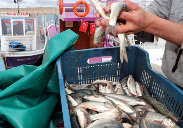 Karadenizli balıkçılar av sezonunu kapattı, ağlarını bakıma aldı 15