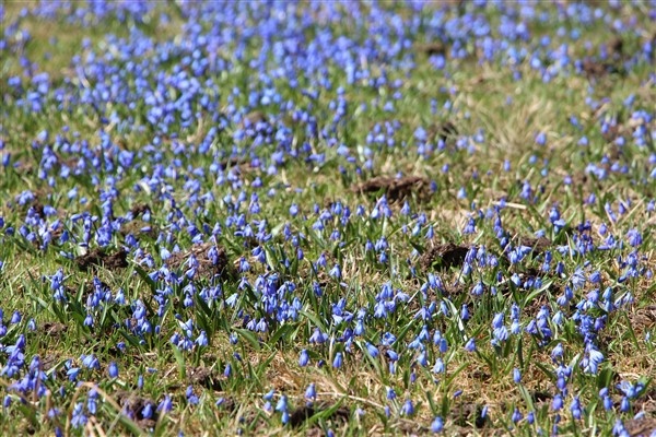 Mor Yayla'nın Mavi Yıldız çiçekleri açtı 19