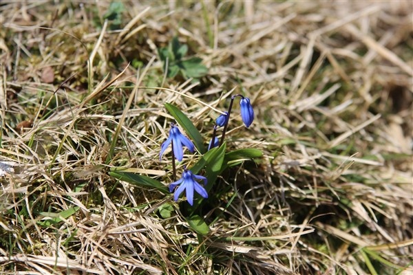 Mor Yayla'nın Mavi Yıldız çiçekleri açtı 18