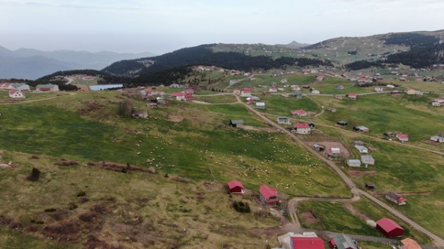 Trabzon'da kuzular yayla yolculuğu öncesi çayırların tadını çıkardı 2