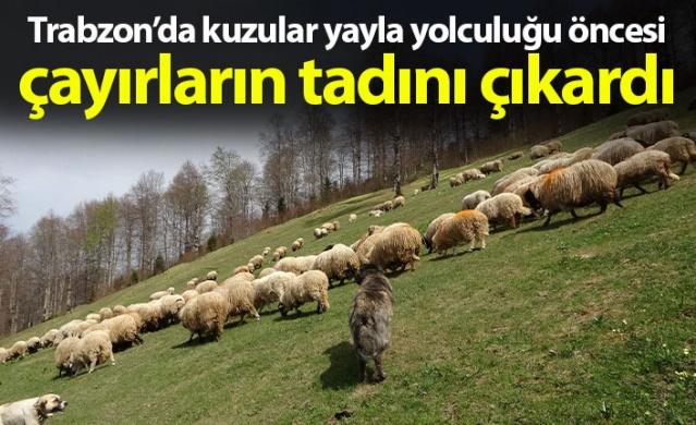 Trabzon'da kuzular yayla yolculuğu öncesi çayırların tadını çıkardı 1