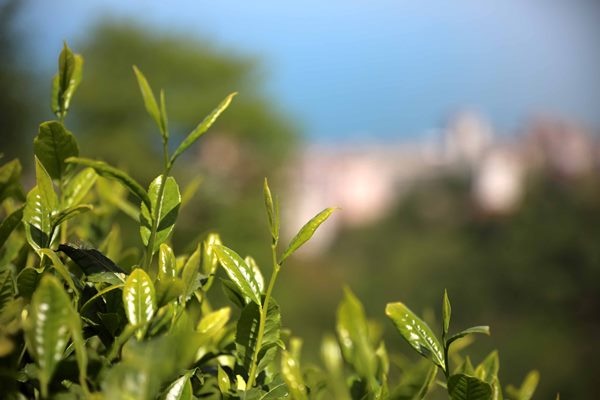 Çay bahçelerinde yeşilin farklı tonları 3