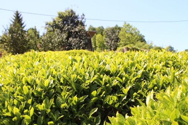 Çay hasadını aileler yapacak, parası üreticinin cebinde kalacak 5