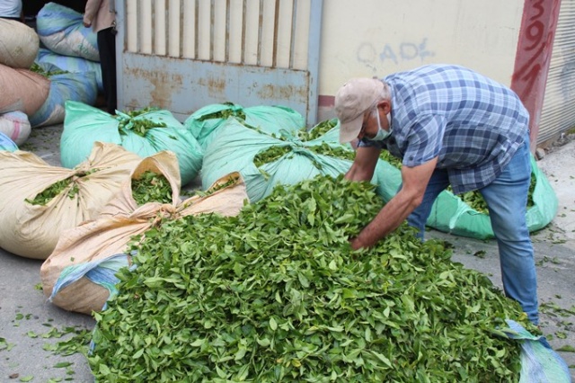 Çay hasadını aileler yapacak, parası üreticinin cebinde kalacak 7