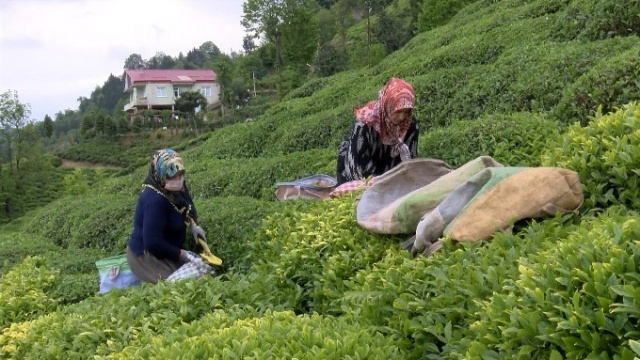 Çay hasadını aileler yapacak, parası üreticinin cebinde kalacak 4