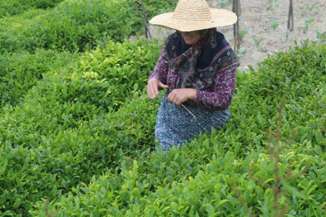 Çay hasadını aileler yapacak, parası üreticinin cebinde kalacak 9