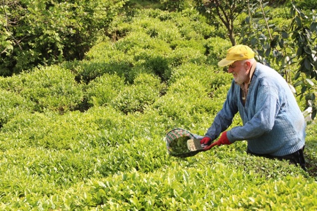 Çay hasadını aileler yapacak, parası üreticinin cebinde kalacak 8