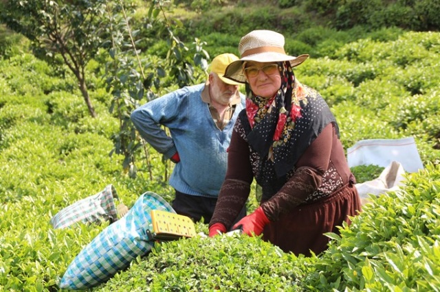 Çay hasadını aileler yapacak, parası üreticinin cebinde kalacak 11