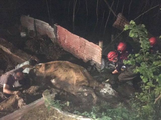 Trabzon’da çukura düşen inek için seferberlik 7