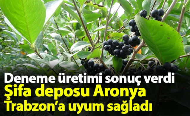 Aronya meyvesi Karadeniz'e uyum sağladı 1