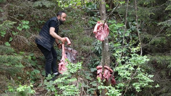 Trabzon'da ayılar köye inmesin diye bu yöntemi buldular 14
