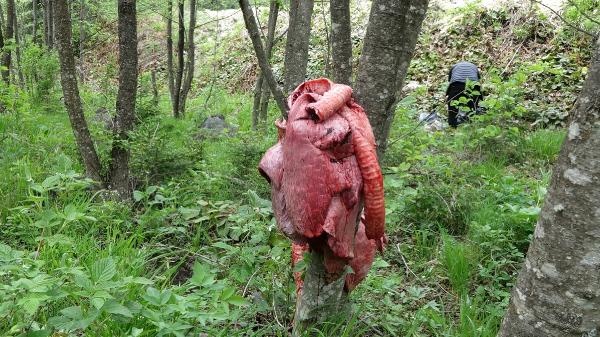 Trabzon'da ayılar köye inmesin diye bu yöntemi buldular 8