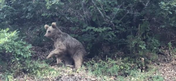 Trabzon'da ayılar köye inmesin diye bu yöntemi buldular 13