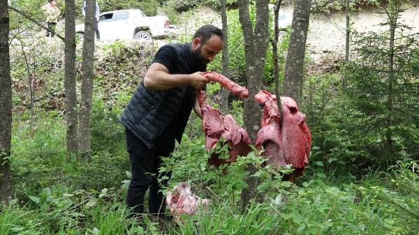 Trabzon'da ayılar köye inmesin diye bu yöntemi buldular 4