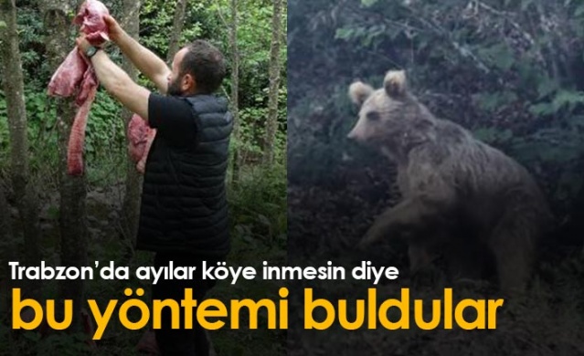 Trabzon'da ayılar köye inmesin diye bu yöntemi buldular 1
