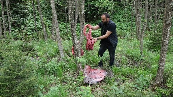 Trabzon'da ayılar köye inmesin diye bu yöntemi buldular 10