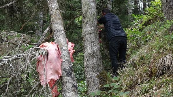 Trabzon'da ayılar köye inmesin diye bu yöntemi buldular 6