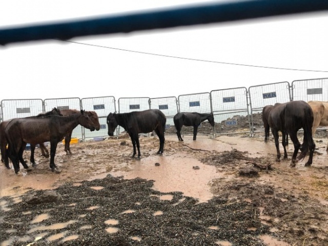 Hopa’da ölüme terk edilen atlar için Haluk Levent devreye girdi 17