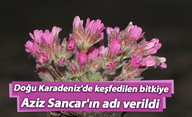 Doğu Karadeniz'de keşfedilen bitkiye Aziz Sancar'ın adı verildi 1