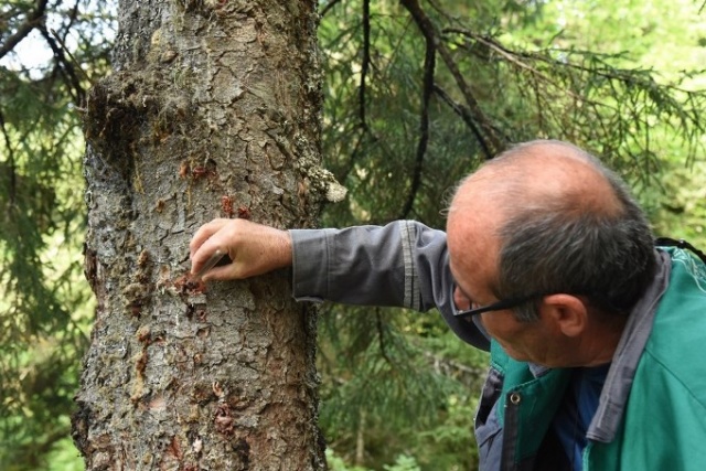 50 bin 'Terminatör' avcı böcek Karadeniz ormanlarını koruyacak 3