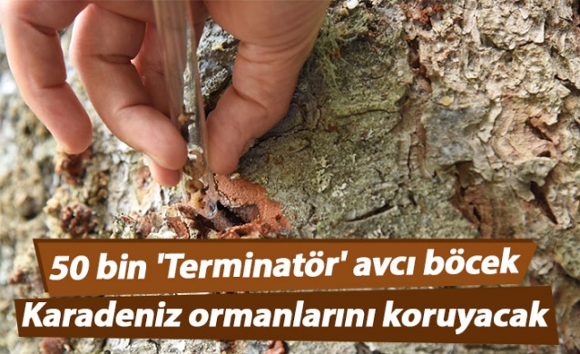 50 bin 'Terminatör' avcı böcek Karadeniz ormanlarını koruyacak 1