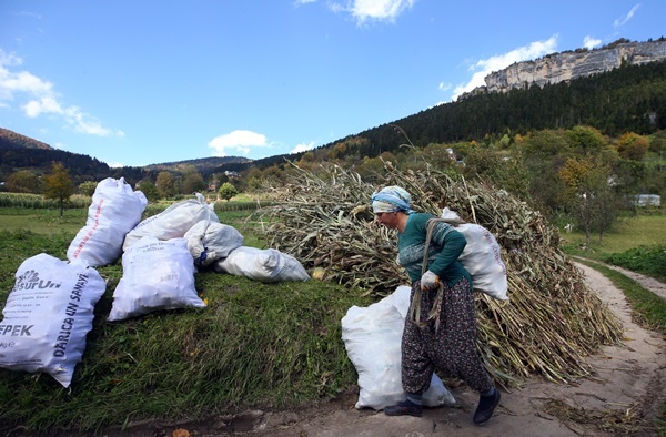 Doğu Karadeniz'in çalışkan kadınları "güz" telaşında 5