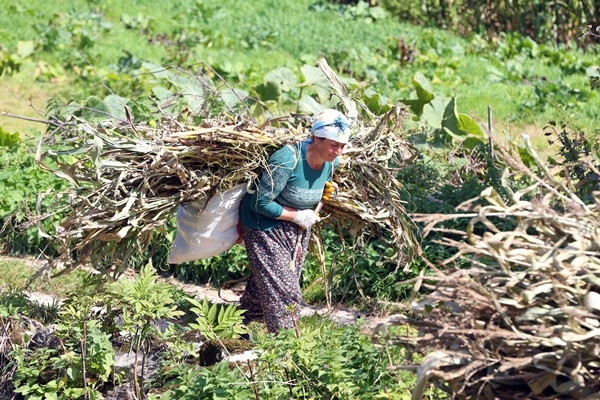 Doğu Karadeniz'in çalışkan kadınları "güz" telaşında 10