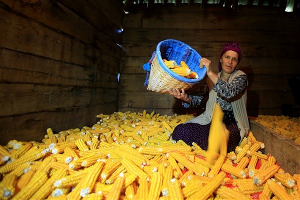 Karadenizli kadınlar kış hazırlıklarını sürdürüyor. 13