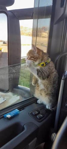 Trabzonlu TIR şoförünün yol arkadaşı 'kedi' 2