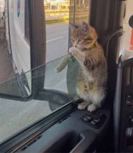 Trabzonlu TIR şoförünün yol arkadaşı 'kedi' 4