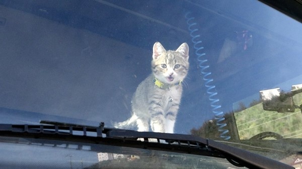 Trabzonlu TIR şoförünün yol arkadaşı 'kedi' 16
