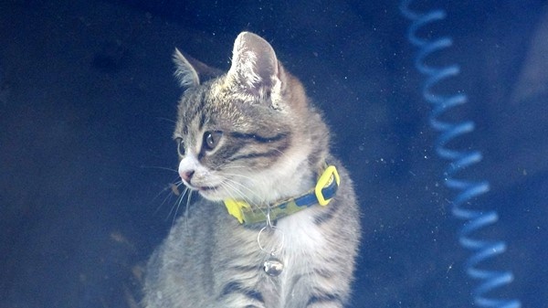 Trabzonlu TIR şoförünün yol arkadaşı 'kedi' 3