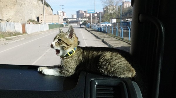 Trabzonlu TIR şoförünün yol arkadaşı 'kedi' 8