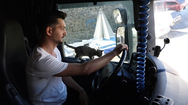 Trabzonlu TIR şoförünün yol arkadaşı 'kedi' 10