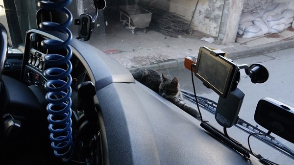 Trabzonlu TIR şoförünün yol arkadaşı 'kedi' 14