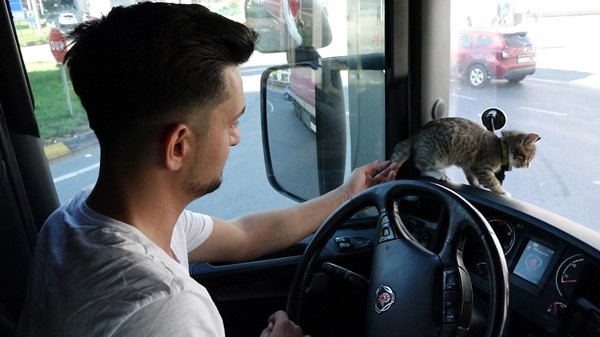 Trabzonlu TIR şoförünün yol arkadaşı 'kedi' 11