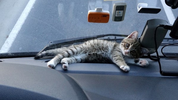 Trabzonlu TIR şoförünün yol arkadaşı 'kedi' 6