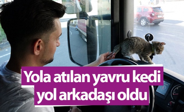Trabzonlu TIR şoförünün yol arkadaşı 'kedi' 1