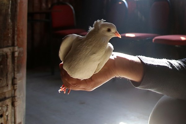 Sahibinin ömrünü uzatan güvercin: Kelkit Tepelisi. Foto Haber 9