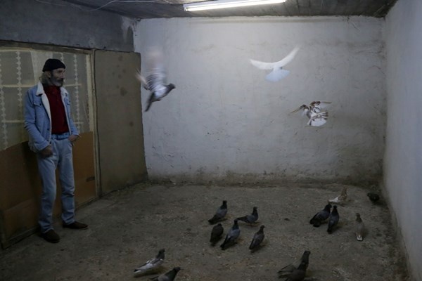 Sahibinin ömrünü uzatan güvercin: Kelkit Tepelisi. Foto Haber 15