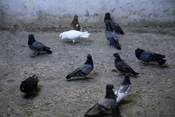 Sahibinin ömrünü uzatan güvercin: Kelkit Tepelisi. Foto Haber 6