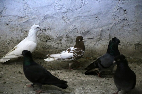 Sahibinin ömrünü uzatan güvercin: Kelkit Tepelisi. Foto Haber 13