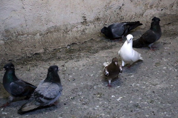 Sahibinin ömrünü uzatan güvercin: Kelkit Tepelisi. Foto Haber 11