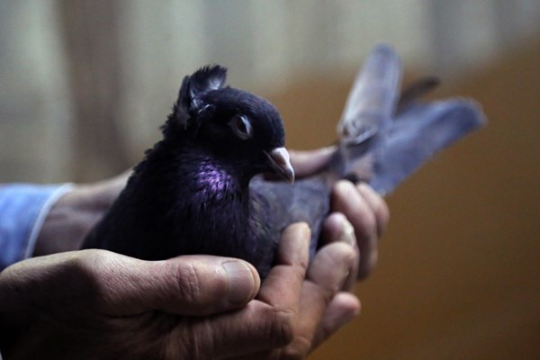Sahibinin ömrünü uzatan güvercin: Kelkit Tepelisi. Foto Haber 4