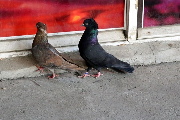 Sahibinin ömrünü uzatan güvercin: Kelkit Tepelisi. Foto Haber 10