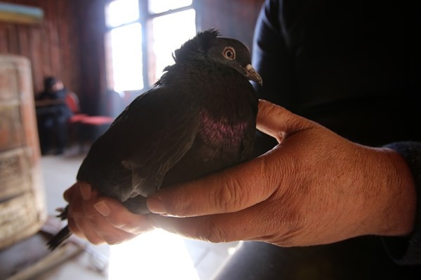 Sahibinin ömrünü uzatan güvercin: Kelkit Tepelisi. Foto Haber 14