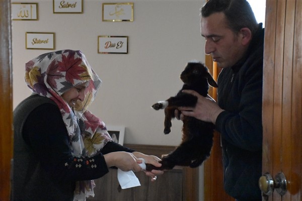 Trabzon'da annesinin kabul etmediği kuzuyu evde bakıyorlar. Foto Haber 5
