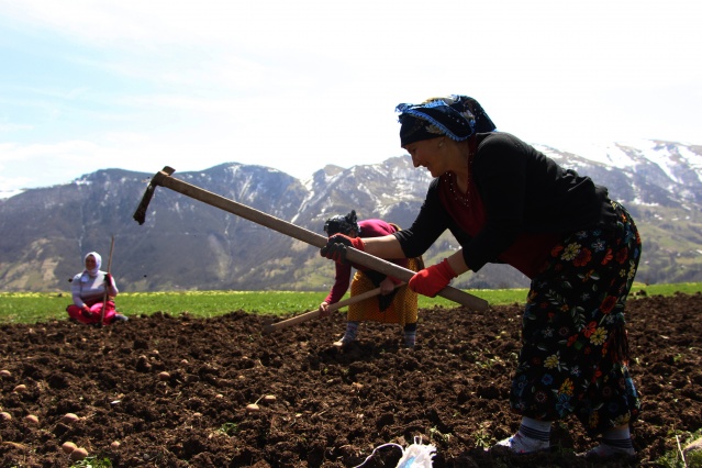 Şartlar zor olsa da Karadeniz kadını çalışmadan duramıyor. Foto Galeri 8