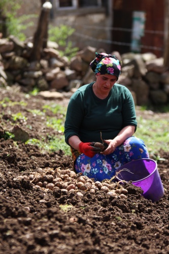 Şartlar zor olsa da Karadeniz kadını çalışmadan duramıyor. Foto Galeri 11